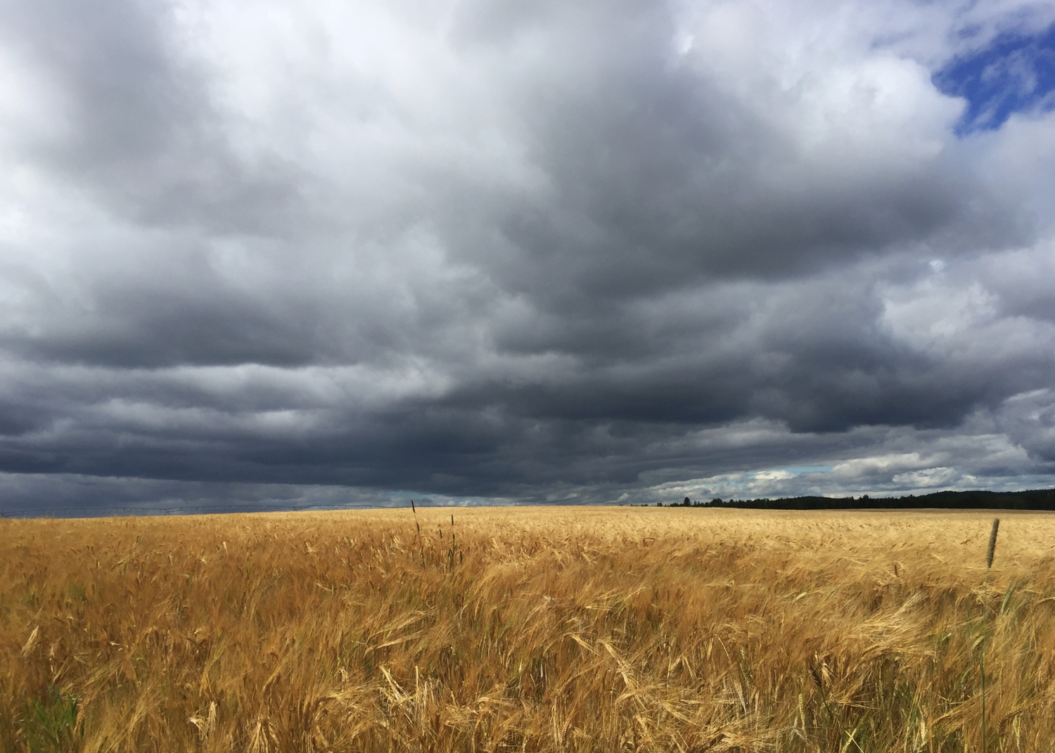 Orage sur le blé en Ukraine