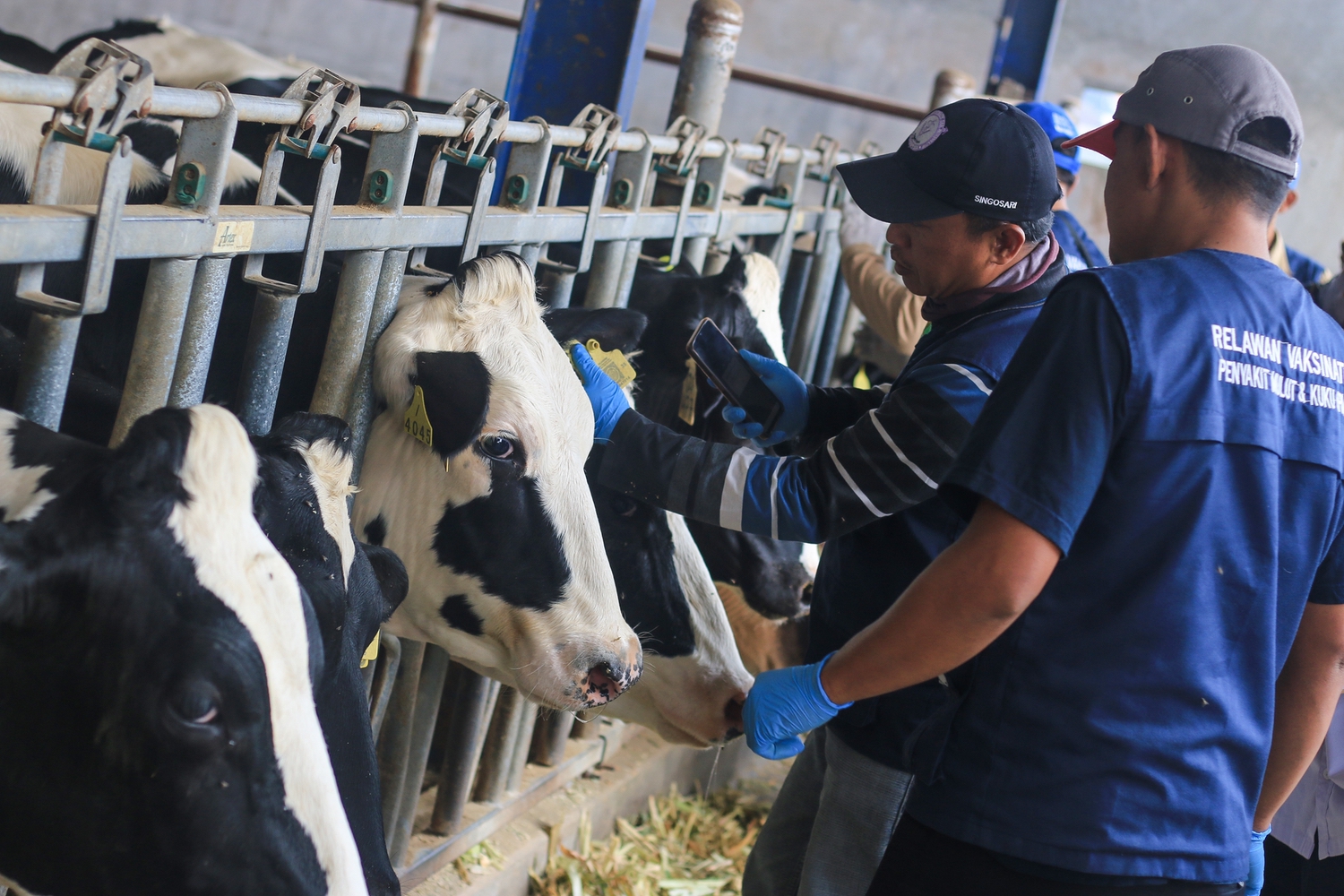 La nouvelle économie du lait